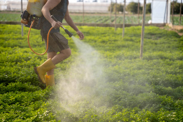 Best Wasp Removal Services  in Tonka Bay, MN