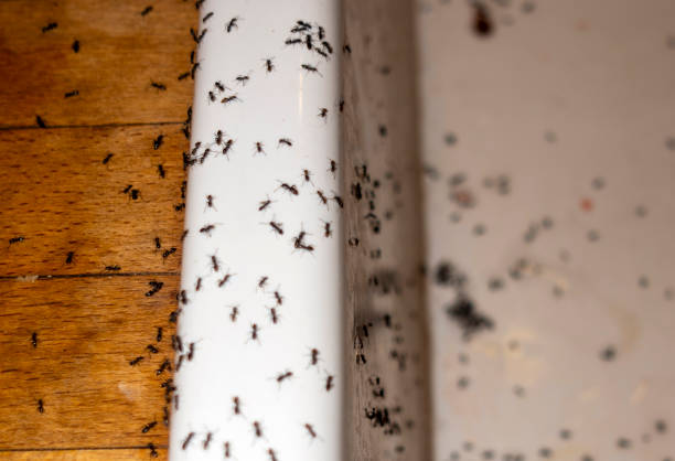 Flea Control Services in Tonka Bay, MN